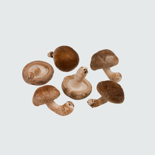 SHIMZI / SHITAKE MASHROOM