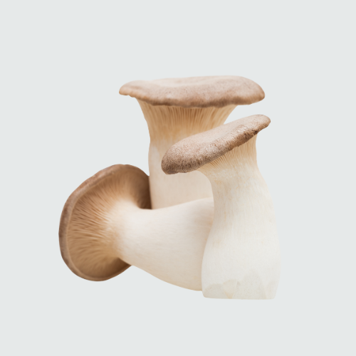 KING OYSTER MASHROOM (Fresh)