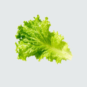 Iceberg Lettuce