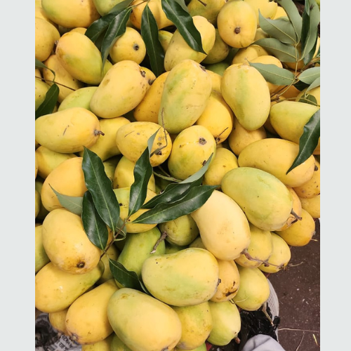 Chausa Mango